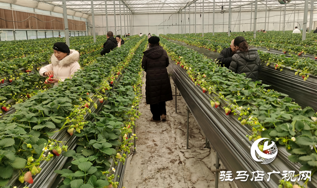  生態(tài)園空中草莓豐收 市民扎堆體驗(yàn)“云端采摘”