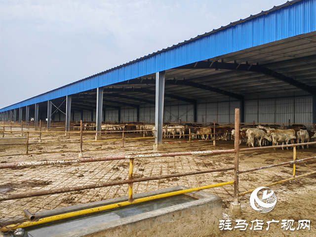 牛產(chǎn)業(yè)“犇”向致富路 羊冊(cè)鎮(zhèn)鄉(xiāng)村振興動(dòng)力足