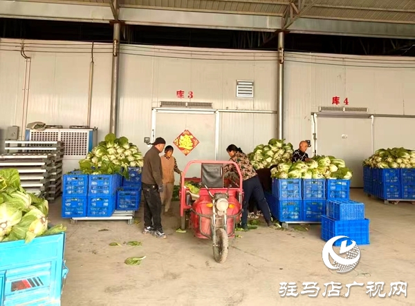 平輿縣萬(wàn)金店鎮(zhèn):黃心白菜喜豐收 特色種植話(huà)增收