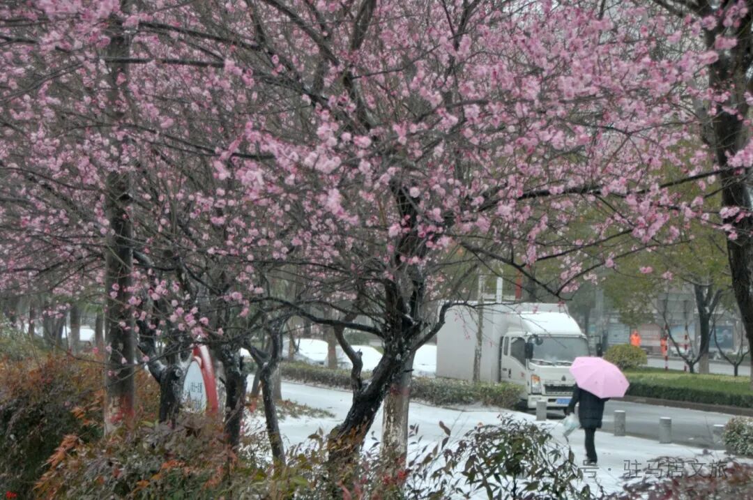 雪落天中！在駐馬店邂逅藏于千年詩文里的冬日浪漫