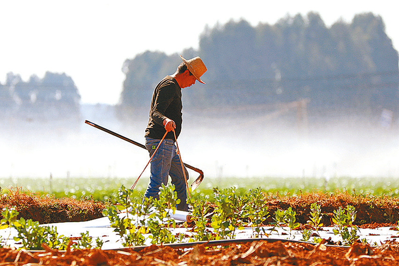 大寒農(nóng)事忙