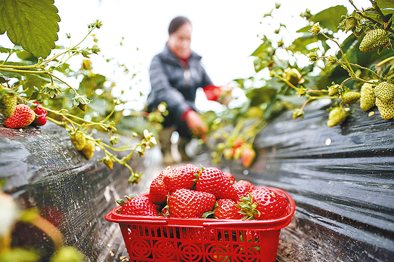 大寒農(nóng)事忙