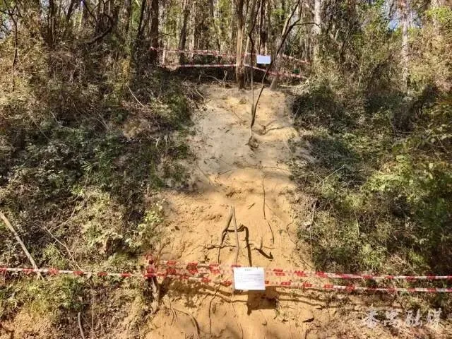 馬年“畫(huà)馬”路線被叫停后，官方再出手！