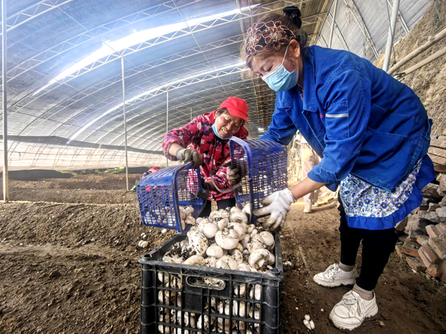 媒體搭橋解民憂 驛城雙孢菇滯銷變暢銷