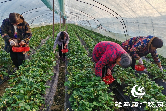 【駐馬店新聞聯(lián)播】平輿縣陽城鎮(zhèn)張萬寨村：“莓”好產業(yè)撬動鄉(xiāng)村振興 一村一品點亮幸福生活