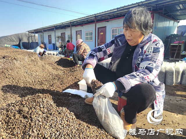 上蔡縣楊屯鄉(xiāng)楊仕位村:黨建引領(lǐng)產(chǎn)業(yè)旺 羊肚菌“撐起”致富傘