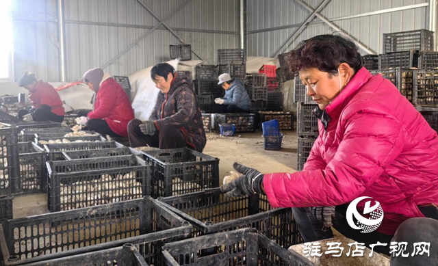 啟慧農(nóng)業(yè)：鮮菌飄香迎佳節(jié) 產(chǎn)銷兩旺護(hù)航團(tuán)圓餐桌