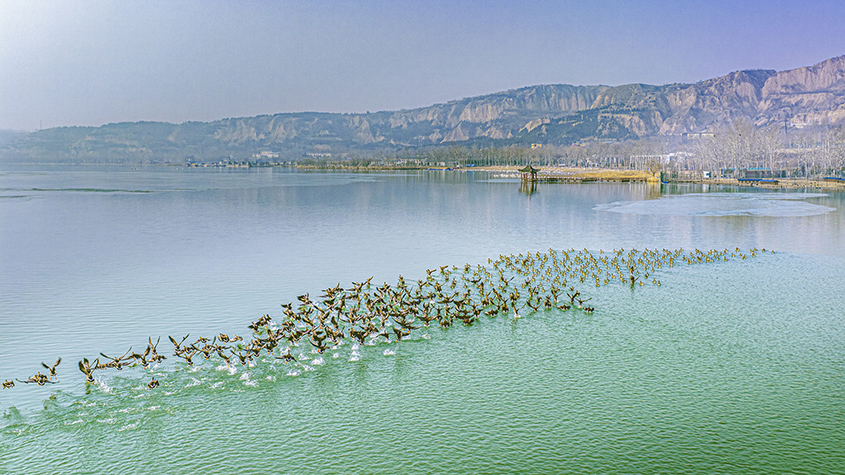 山西運(yùn)城：黃河濕地成群候鳥(niǎo)翩躚起舞 繪就美麗生態(tài)畫(huà)卷