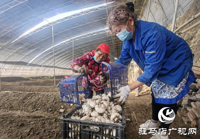 啟慧農(nóng)業(yè)：鮮菌飄香迎佳節(jié) 產(chǎn)銷兩旺護(hù)航團(tuán)圓餐桌