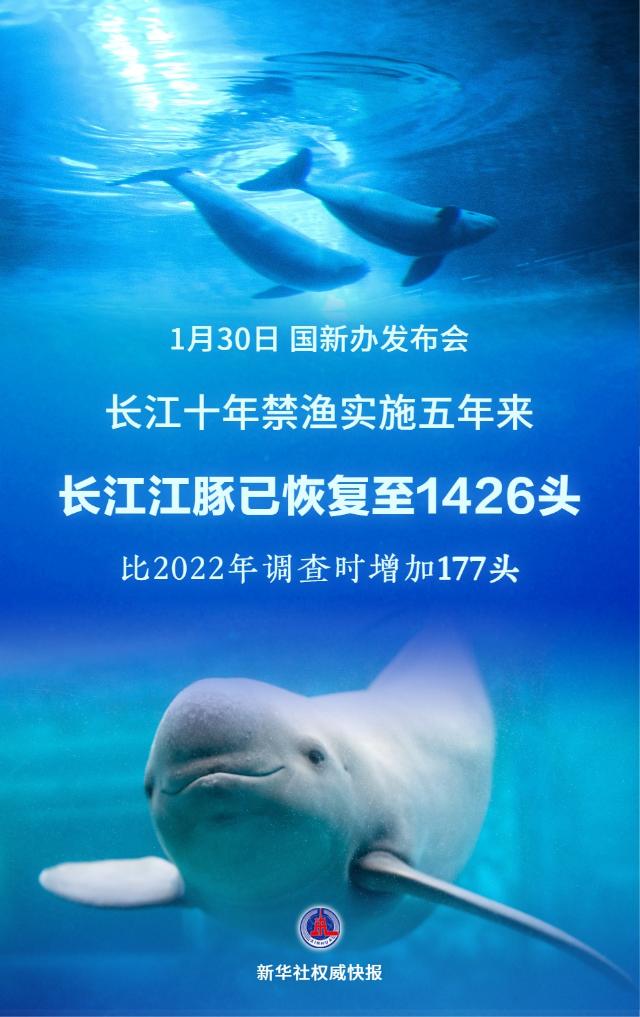 1426頭！長江江豚數(shù)量實現(xiàn)恢復性增長