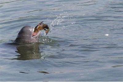 1426頭！長江江豚數(shù)量實現(xiàn)恢復(fù)性增長