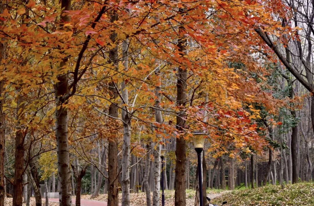 【駐馬店冬季旅游路線·第五期】邂逅天中大地的冬日之美