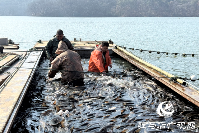 確山縣:冬捕開網(wǎng)魚滿艙 湖鮮飄香迎新春