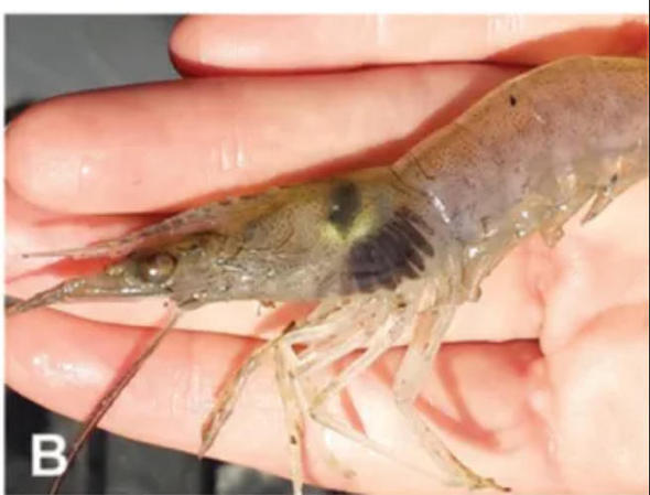 變黑的蝦還能吃嗎？這種&ldquo;黑蝦&rdquo;千萬別吃