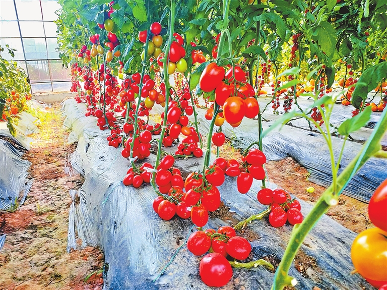 從平民蔬菜到菜中“貴族” 西紅柿價格何以“柿”不可擋