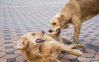 兩寵物犬“打架”引發(fā)損害賠償糾紛