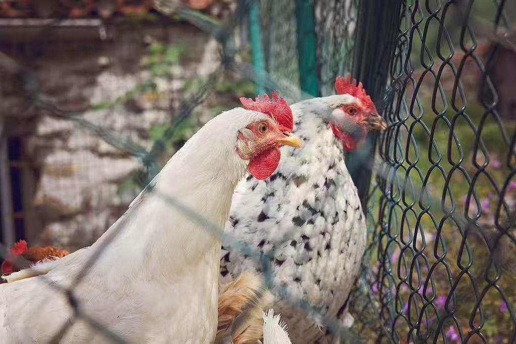 2月流感、諾如仍然活躍 這份假期健康風(fēng)險(xiǎn)提示請(qǐng)查收