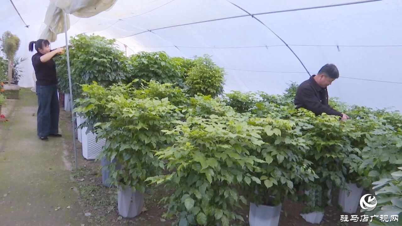 正陽縣：新春花市購銷旺 花香滿園年味濃