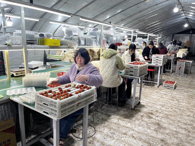 新蔡草莓闖全國 合作社擘畫振興新篇