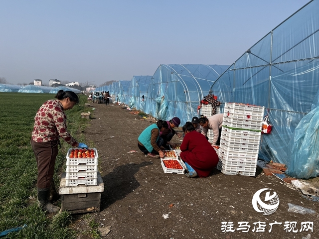 新蔡草莓闖全國 合作社擘畫振興新篇