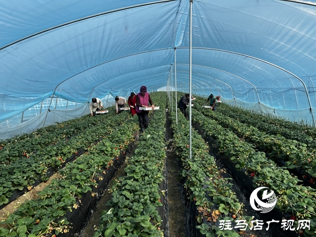 新蔡草莓闖全國 合作社擘畫振興新篇