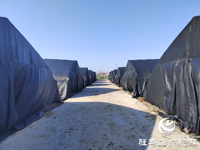 上蔡楊仕位村：羊肚菌棚里的新春&ldquo;致富經(jīng)&rdquo;