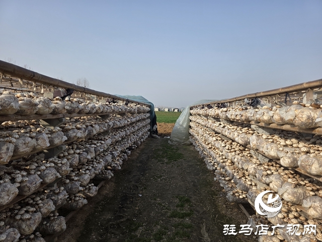 驛城區(qū)石古莊：花菇產(chǎn)業(yè)激活鄉(xiāng)村振興新動能