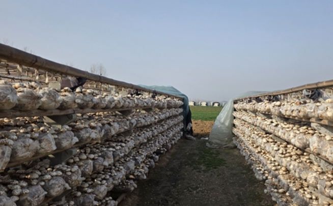 驛城區(qū)石古莊村：花菇產(chǎn)業(yè)激活鄉(xiāng)村振興新動(dòng)能