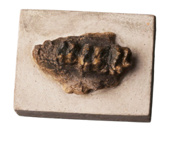 靈駿送福送祥瑞 國寶里的小馬含量超高