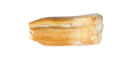 靈駿送福送祥瑞 國寶里的小馬含量超高