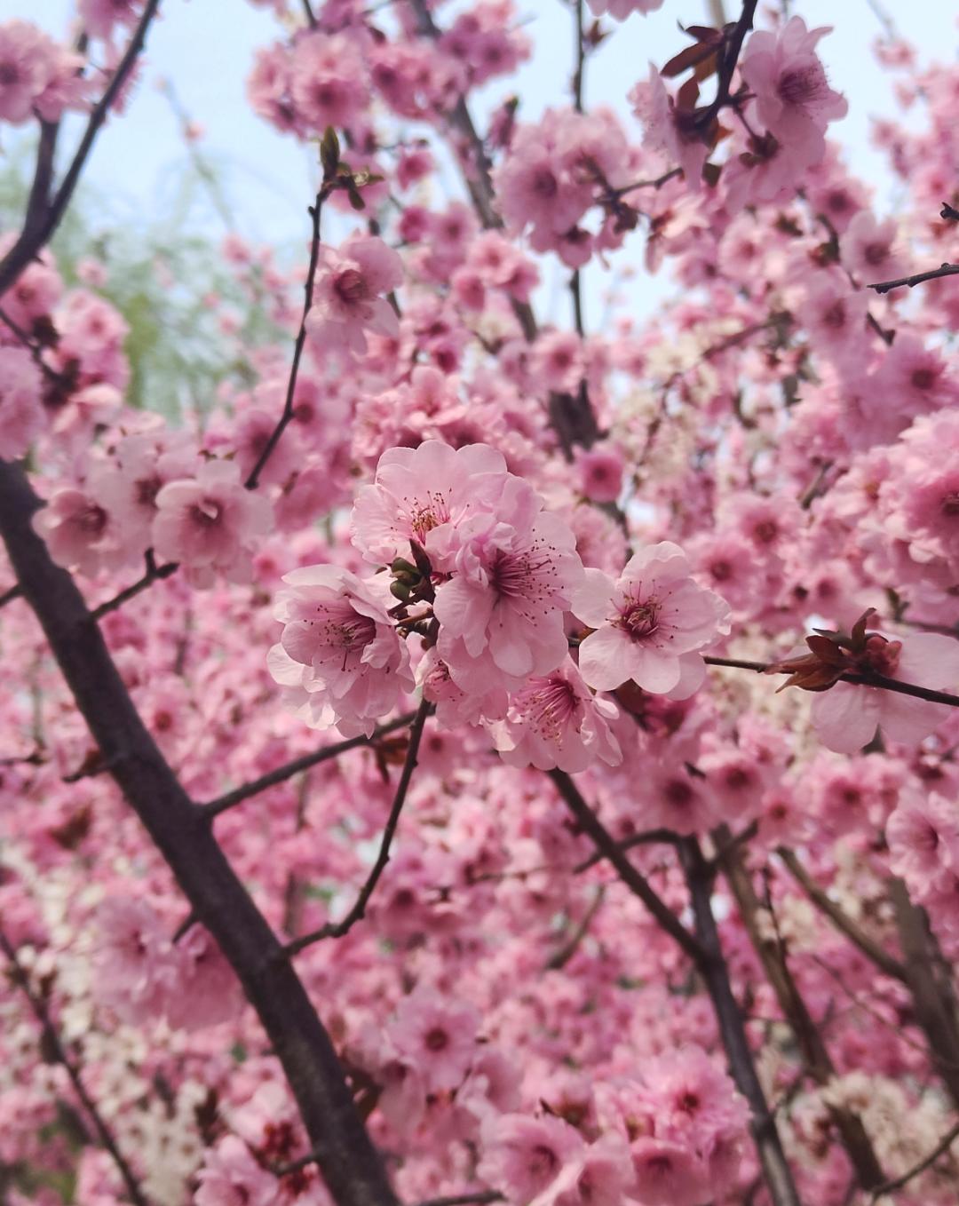 &ldquo;梅&rdquo;景上線！請查收河南賞梅好去處