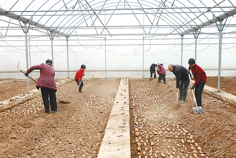 農(nóng)忙春光里