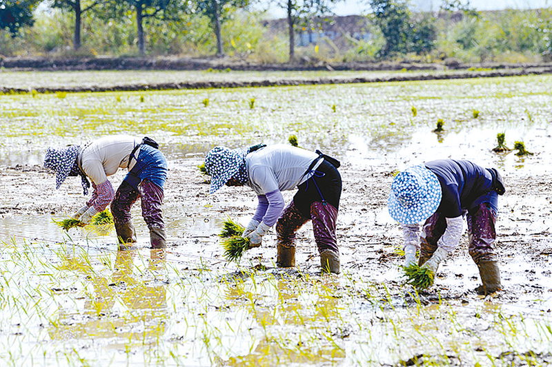 農(nóng)忙春光里