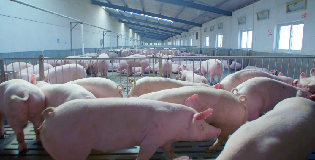 駐馬店市動物疫病防疫檢疫中心發(fā)布2026年3月動物疫病預(yù)警預(yù)報(bào)