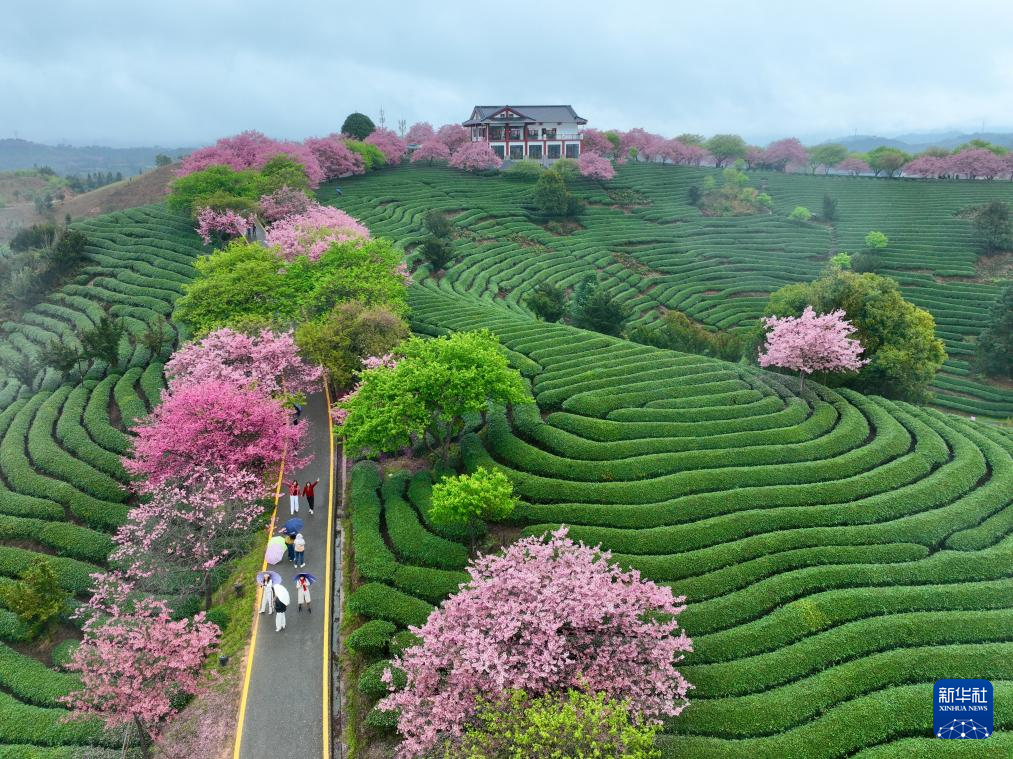 櫻花綻放激活“春日經(jīng)濟”