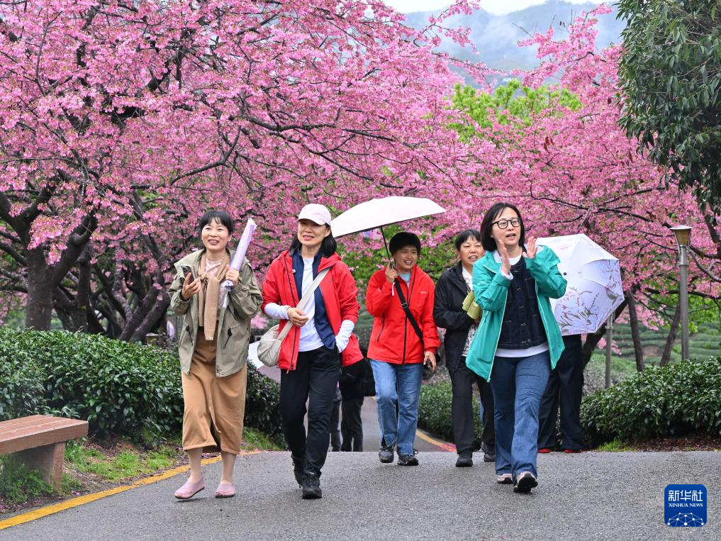 櫻花綻放激活“春日經(jīng)濟”