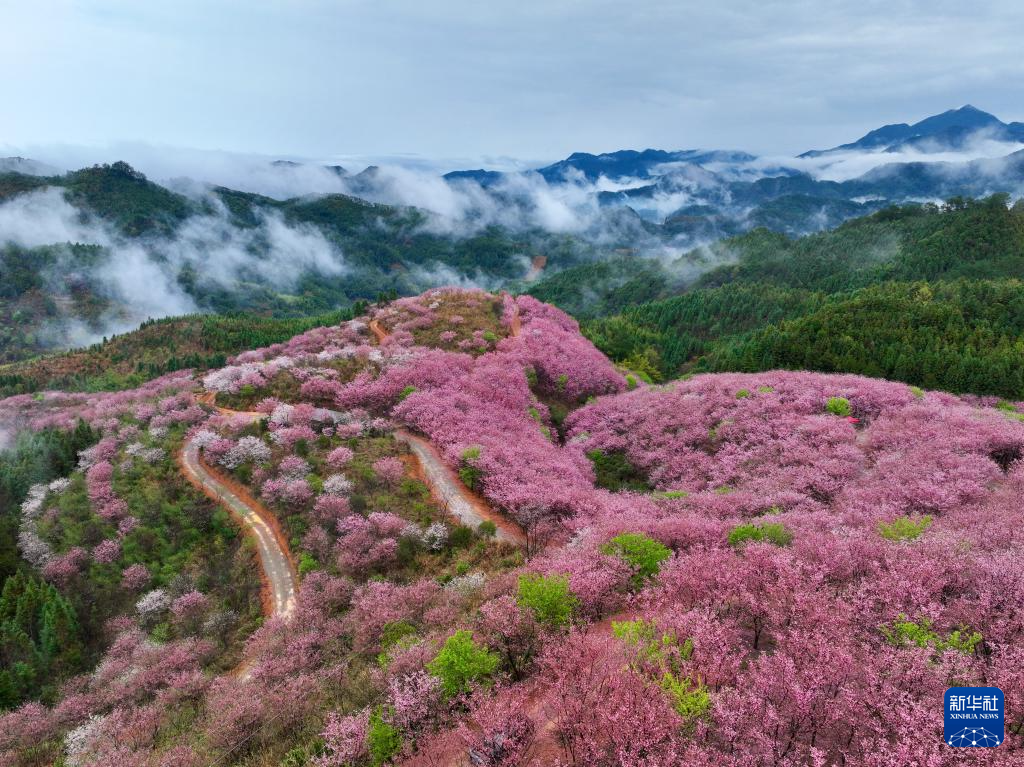 櫻花綻放激活“春日經(jīng)濟”
