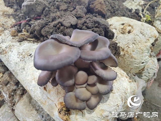 新蔡縣石家湖村：小菌菇撐起鄉(xiāng)村振興“致富傘”