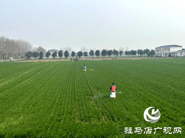 平輿縣射橋鎮(zhèn)：搶抓農(nóng)時(shí)強(qiáng)春管 精管麥田保豐收