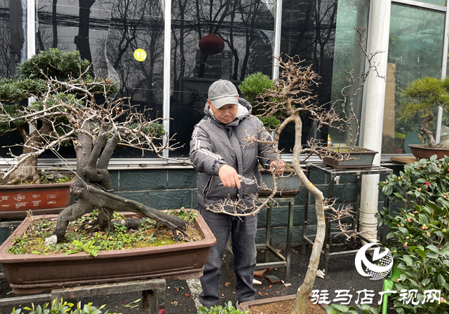 楊亞東：把平凡做成專業(yè) 盆景人生別有洞天