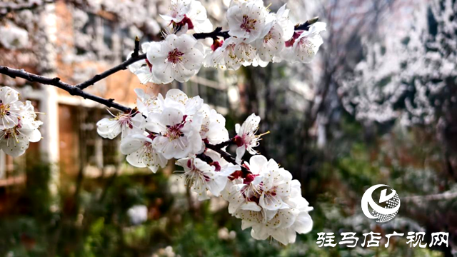 杏花盛放！駐馬店春日限定美景上線