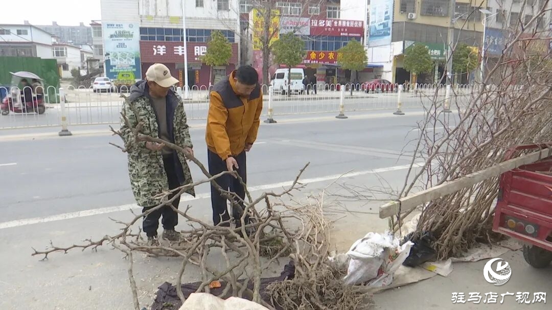 正陽縣苗木市場(chǎng)迎來購銷熱潮