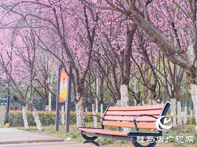 滿園繁花映春色 踏青游園正當(dāng)時