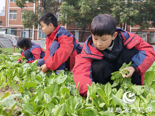 駐馬店市第二十八小學(xué)舉行蔬菜義賣活動
