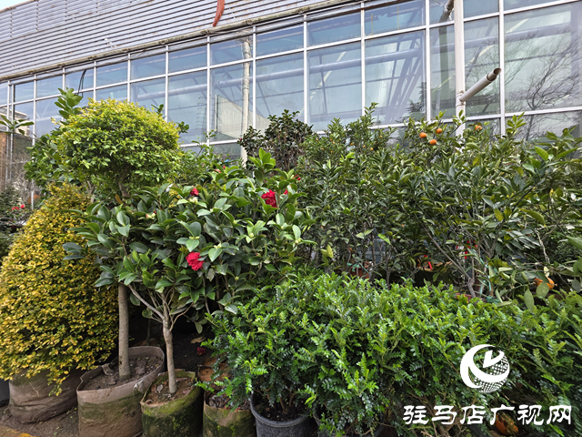 春植正當(dāng)時(shí) 駐馬店市花卉市場(chǎng)迎來(lái)購(gòu)銷(xiāo)高峰