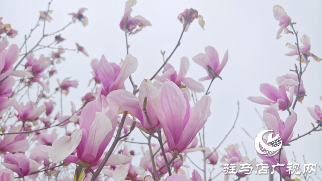 駐馬店：春雨潤枝椏 玉蘭滿城芳
