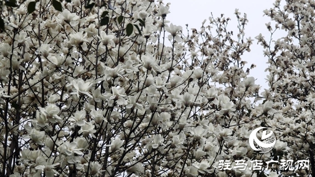 駐馬店：春雨潤枝椏 玉蘭滿城芳