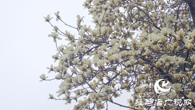 駐馬店：春雨潤枝椏 玉蘭滿城芳