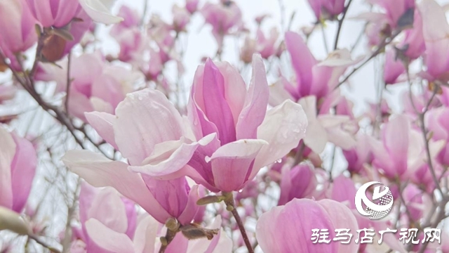 駐馬店：春雨潤枝椏 玉蘭滿城芳